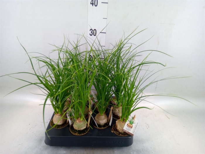 <h4>Beaucarnea recurvata</h4>