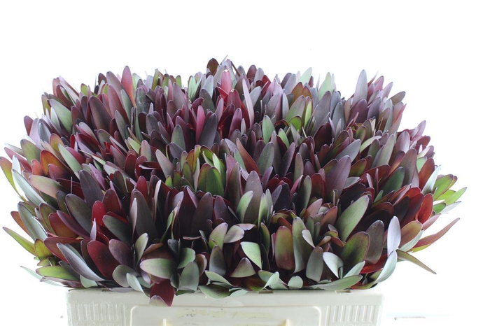 <h4>Leucad Saf Sunset</h4>