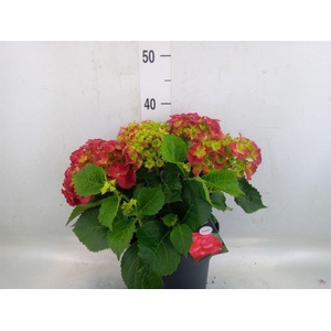 Hydrangea mac. 'Hi Fire'