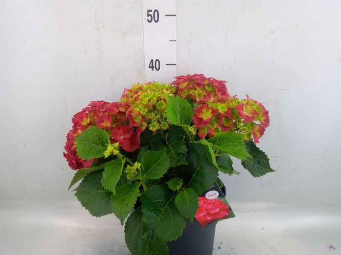 <h4>Hydrangea mac. 'Hi Fire'</h4>