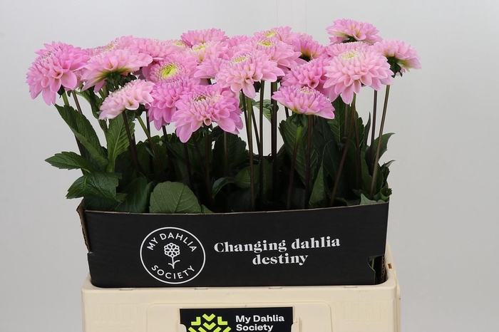 <h4>Dahlia Wizard of Oz</h4>