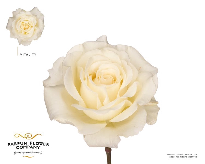 Rosa Parfum Vitality