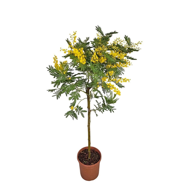 <h4>MIMOSA PUDICA</h4>