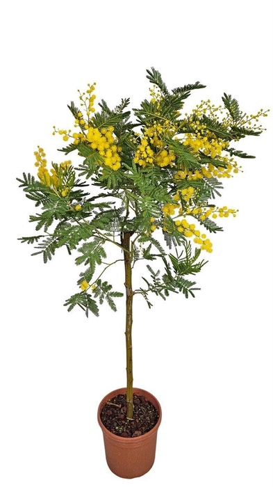 <h4>MIMOSA PUDICA</h4>