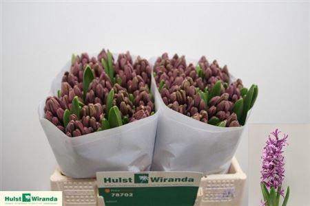 <h4>Hyac Paul Hermann</h4>