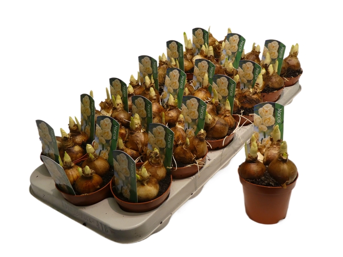 <h4>Narcissus Tazetta Grp 'Abba'</h4>