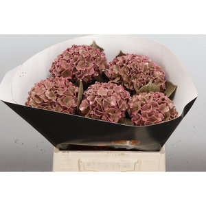 Zijde Wax-Hydrangea Hydr Wax Zijde Rose