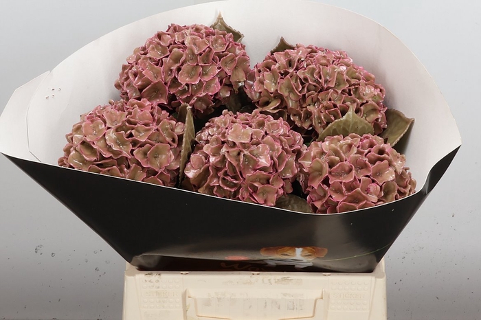 <h4>Zijde Wax-Hydrangea Hydr Wax Zijde Rose</h4>