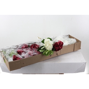 Hydr XMas Mix Sel Box