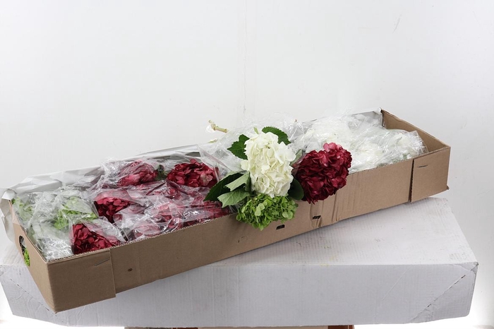 <h4>Hydr XMas Mix Sel Box</h4>