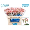 Hyp Coco Casino Florius