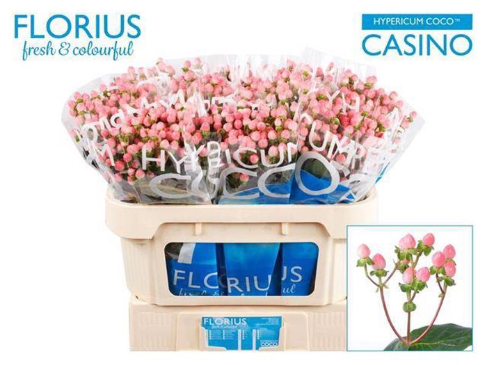 <h4>Hyp Coco Casino Florius</h4>