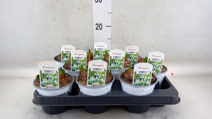 <h4>Leucojum aestivum</h4>