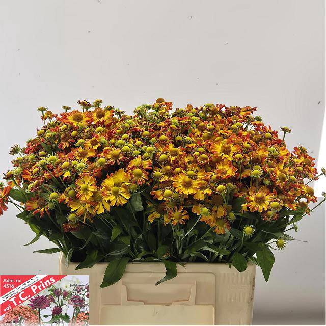 <h4>HELEN ORANGE BEAUTY</h4>