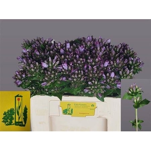 Campanula glomerata 'Caroline'