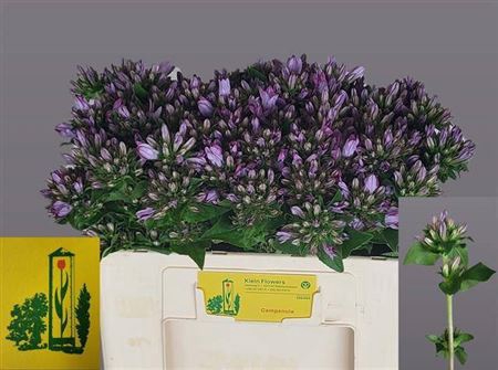 Campanula glomerata 'Caroline'