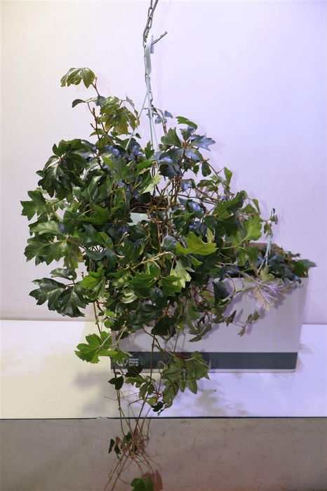 <h4>Cissus Rh Ellen Dan</h4>