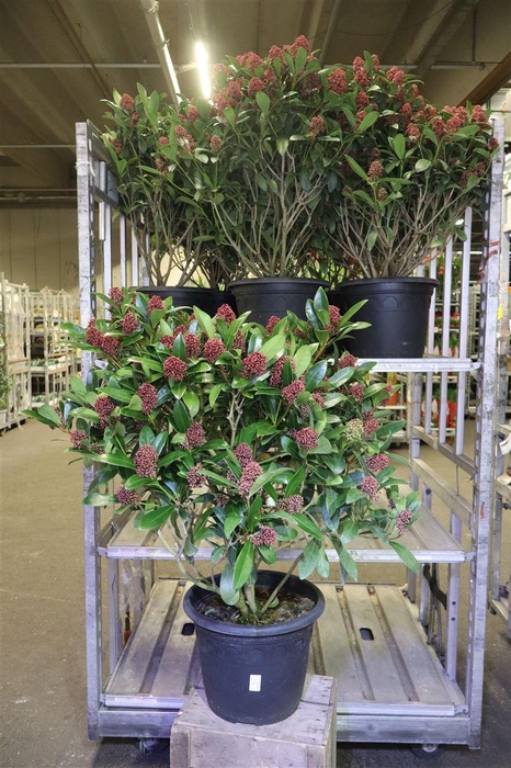 <h4>arr8 Skim J Rubella</h4>