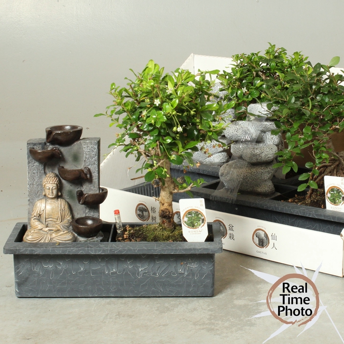 <h4>BONSAI GEM</h4>