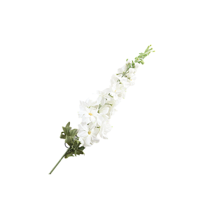 Delphinium White