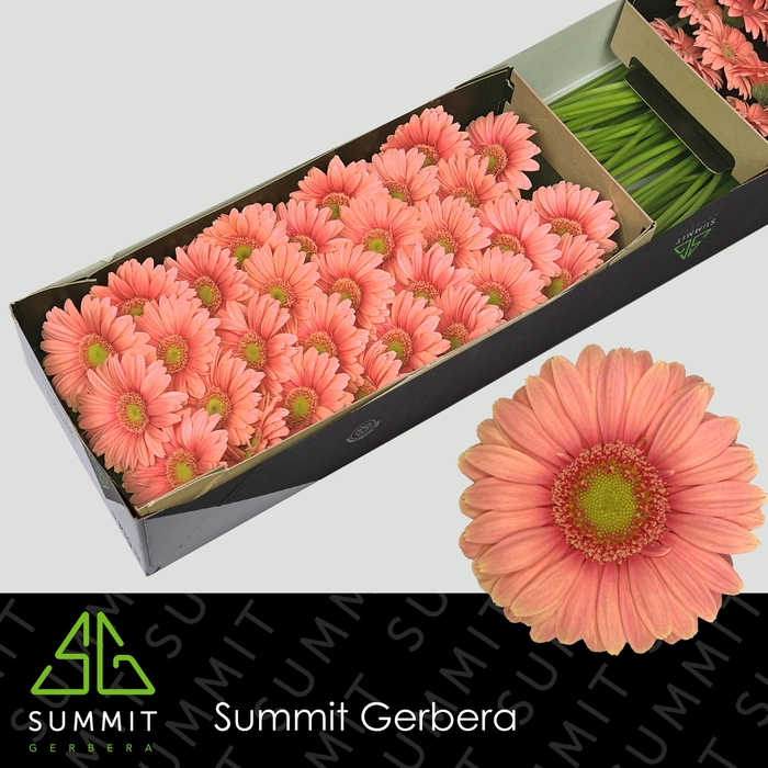<h4>Germini Dora Doos</h4>
