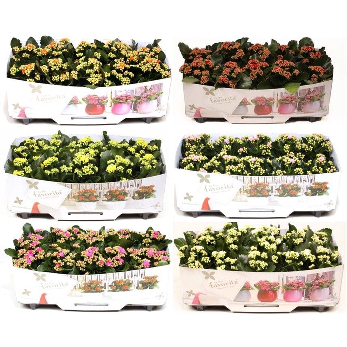 <h4>Kalanchoe Double Deluxe Mix No Sleeve</h4>