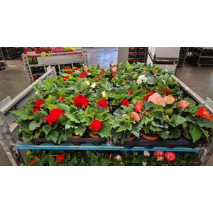 Begonia Tuberhybrida Grp overig