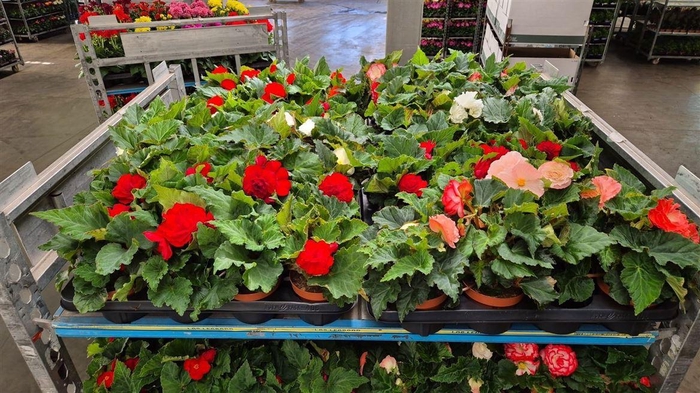 <h4>Begonia Tuberhybrida Grp overig</h4>