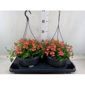 Diascia  'FlyColors'   ...mix