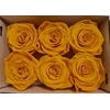 Ro Pres Classic Yellow Gold