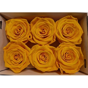 Ro Pres Classic Yellow Gold