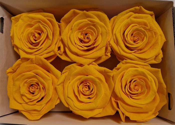 Ro Pres Classic Yellow Gold