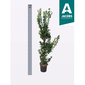 ILEX MES BLUE PRINC
