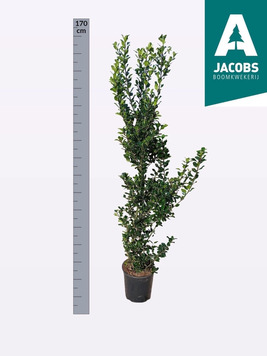 <h4>ILEX MES BLUE PRINC</h4>