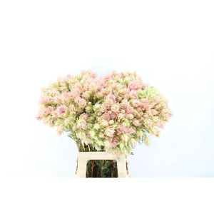 Blushing Bride - Bridal Pink 3-5
