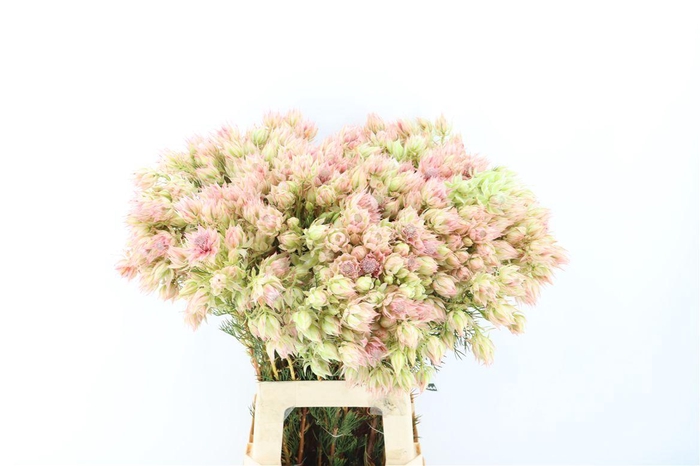 <h4>Blushing Bride - Bridal Pink 3-5</h4>