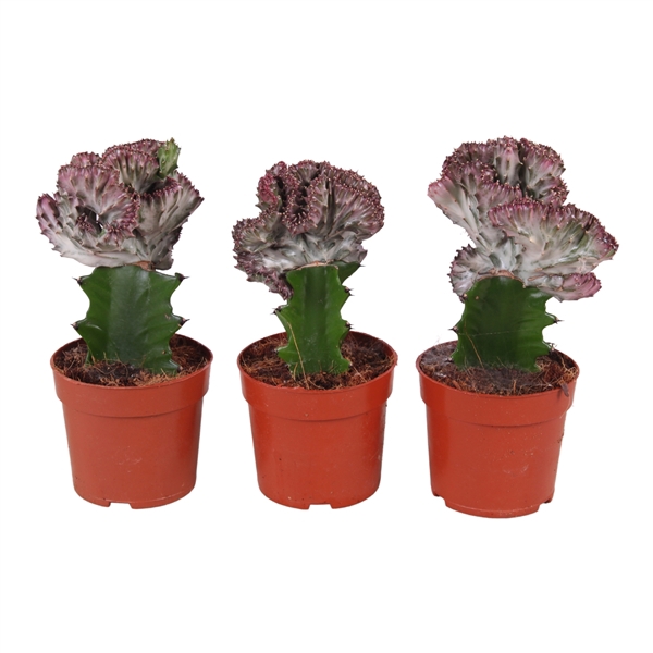 <h4>Cactus mix Euphorbia l. Ø10,5cm</h4>