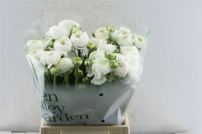 <h4>Ran Aazur White</h4>