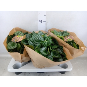 Peperomia argyreia