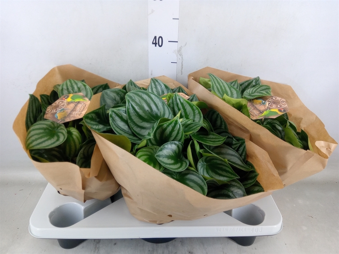 <h4>Peperomia argyreia</h4>