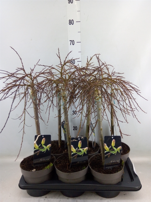 <h4>Salix arbuscula</h4>