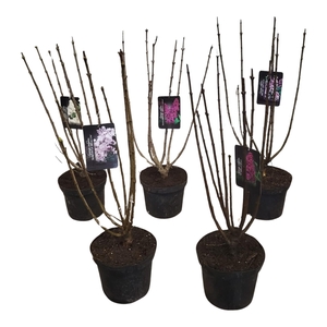 Syringa vulgaris Mix 60-80
