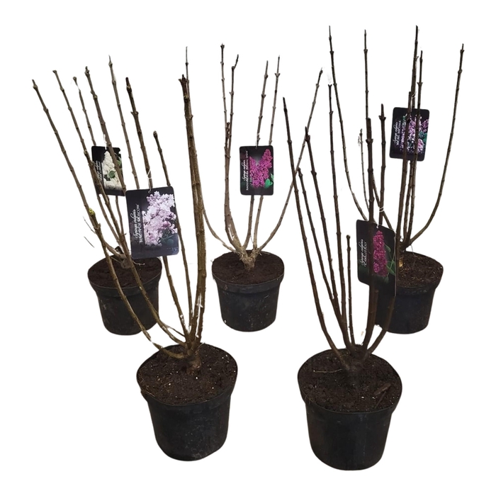 <h4>Syringa vulgaris Mix 60-80</h4>