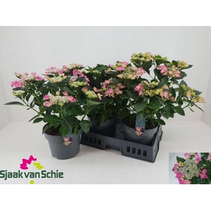 A HYDRAN TEL NIZZA BL 7+ BLÜTEN