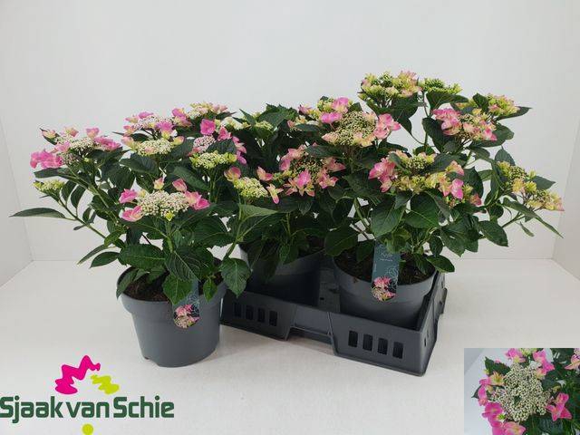 <h4>A HYDRAN TEL NIZZA BL 7+ BLÜTEN</h4>