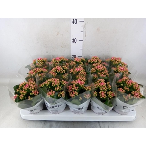 Kalanchoe  'RoseFlow Audrey'