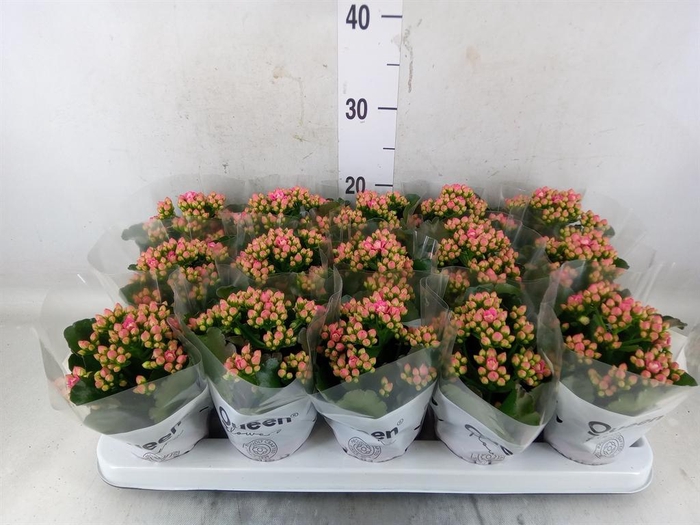 <h4>Kalanchoe  'RoseFlow Audrey'</h4>