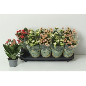 KAL GE PERF GEM 5 KL