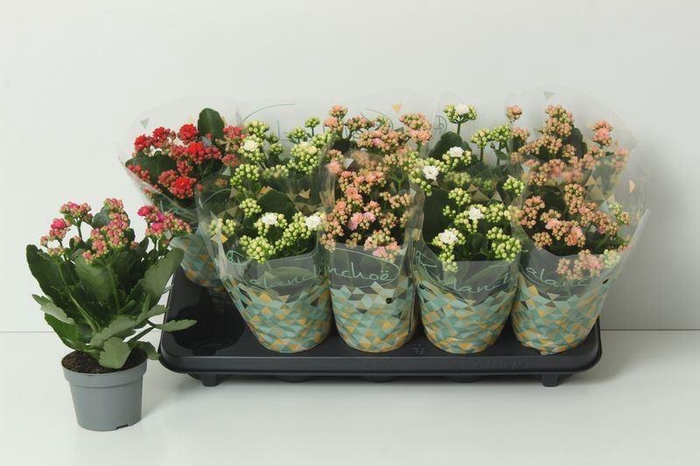 <h4>KAL GE PERF GEM 5 KL</h4>