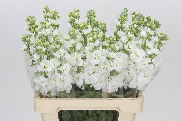 <h4>MATTH IRON WHITE</h4>